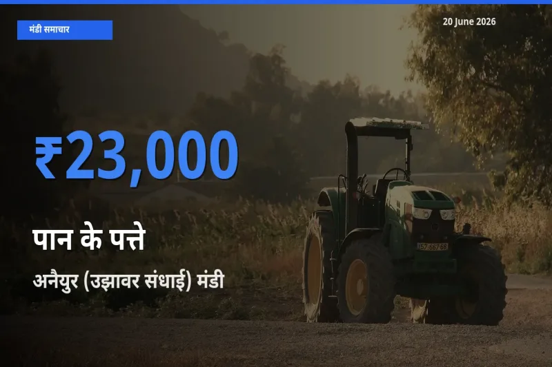 टॉप मंडी बना अनैयुर (उझावर संधाई)! पान के पत्ते के सबसे ऊँचे दाम यहीं दर्ज