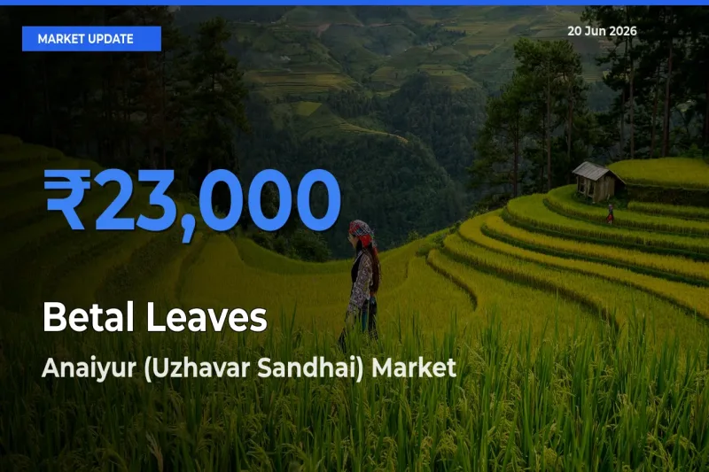 Farmers Prefer Anaiyur (Uzhavar Sandhai) as Betal Leaves Hits Highest Rate