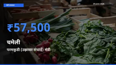 आज चमेली के सबसे ज़्यादा दाम परमकुडी (उझावर संधाई) मंडी में दर्ज