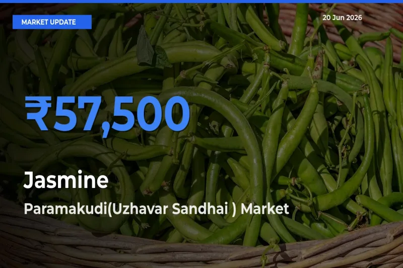 Paramakudi(Uzhavar Sandhai ) Emerges as Top Mandi for Jasmine Prices Today