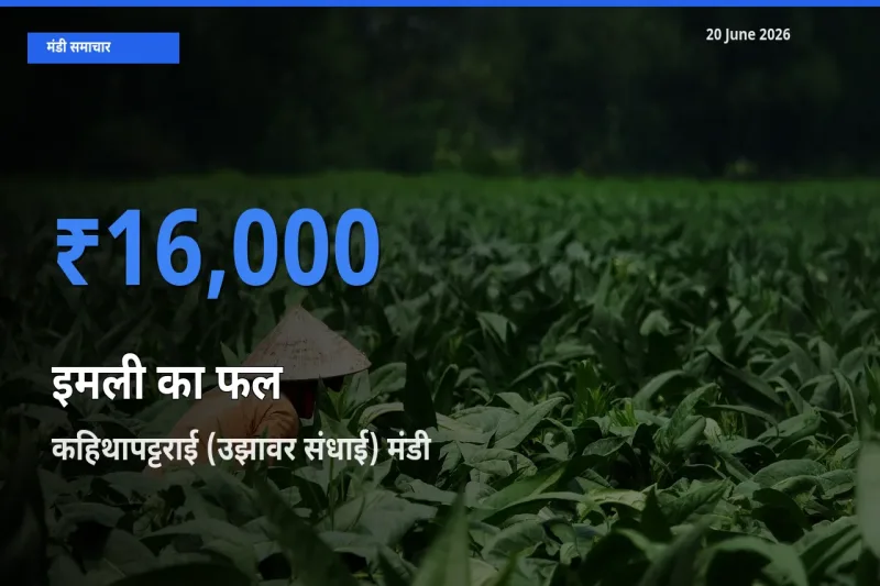 टॉप मंडी बना कहिथापट्टराई (उझावर संधाई)! इमली का फल के सबसे ऊँचे दाम यहीं दर्ज