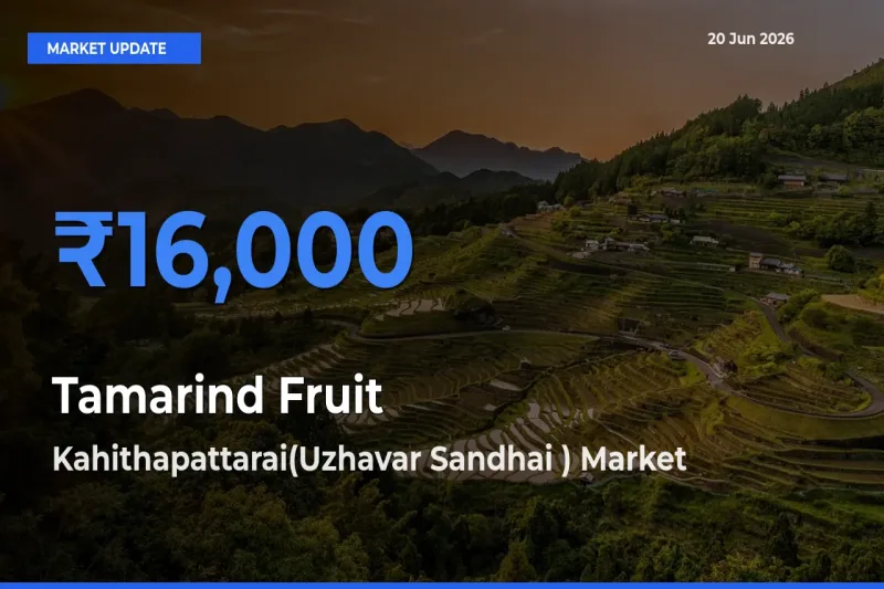 Kahithapattarai(Uzhavar Sandhai ) Tops Tamarind Fruit Rates – June 20 Market Update