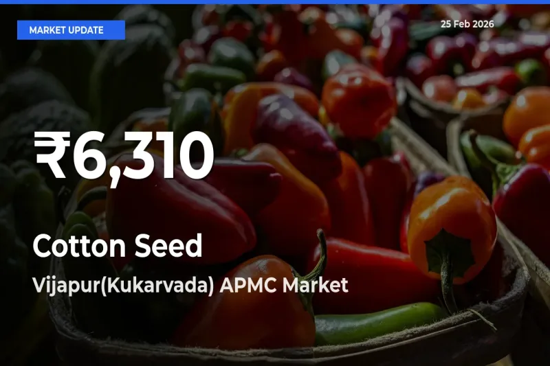 Sharp Fall! Cotton Seed Prices Drop to 30-Day Low in Vijapur(Kukarvada) APMC
