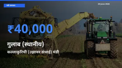आज गुलाब (स्थानीय) के सबसे ज़्यादा दाम कल्लाकुरिची (उझावर संधाई) मंडी में दर्ज