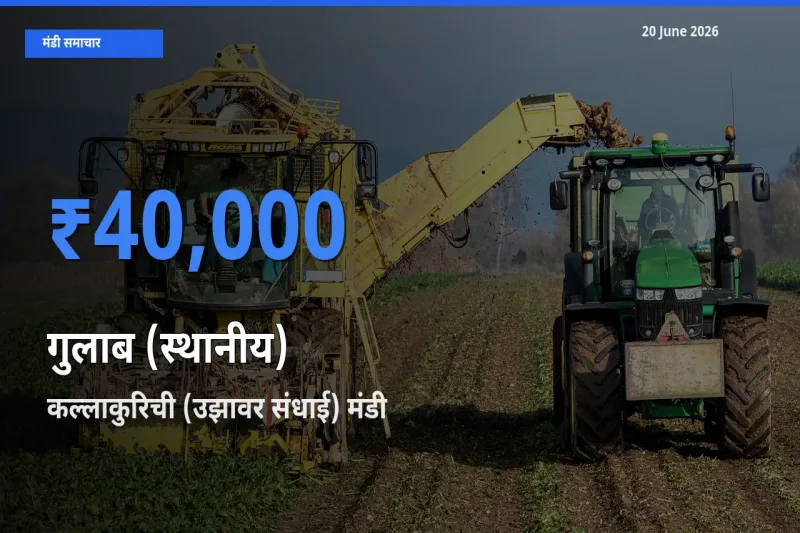 आज गुलाब (स्थानीय) के सबसे ज़्यादा दाम कल्लाकुरिची (उझावर संधाई) मंडी में दर्ज