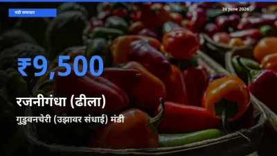 टॉप मंडी बना गुडुवनचेरी (उझावर संधाई)! रजनीगंधा (ढीला) के सबसे ऊँचे दाम यहीं दर्ज