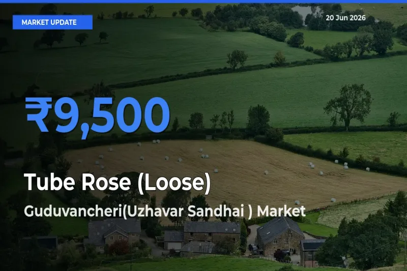 Guduvancheri(Uzhavar Sandhai ) Offers ₹9,500 – Highest Tube Rose (Loose) Rate Today