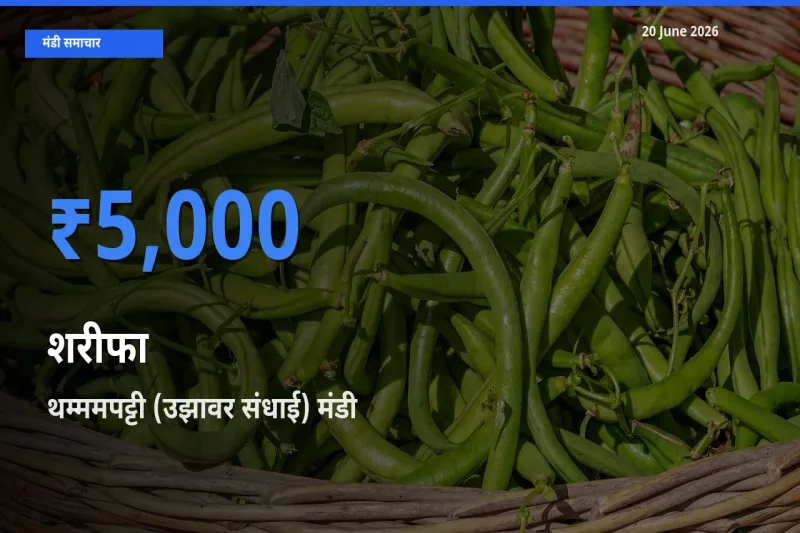 थम्ममपट्टी (उझावर संधाई) मंडी में आज शरीफा के सबसे ऊँचे दाम दर्ज