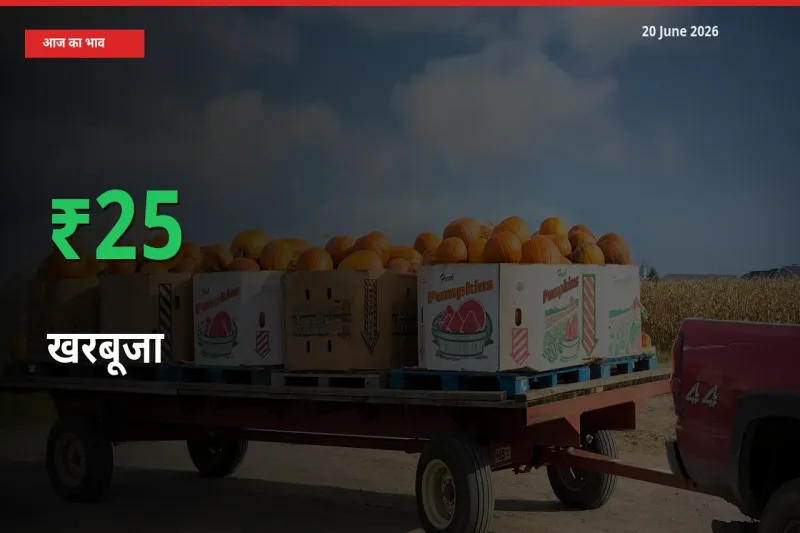 किसानों के लिए खुशखबरी! स्थानीय मंडी में खरबूजा 24.76% उछला