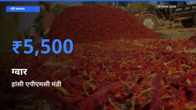 20 June अपडेट: ग्वार के सबसे ऊँचे दाम हांसी एपीएमसी मंडी में