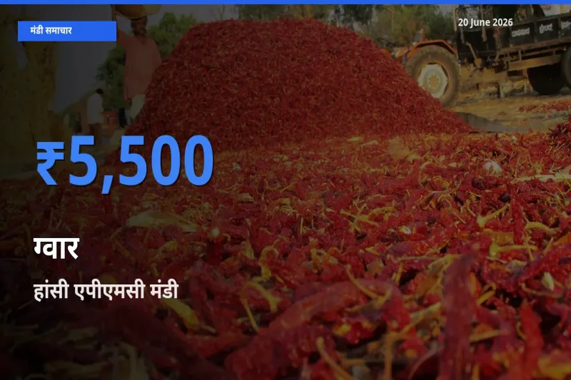 20 June अपडेट: ग्वार के सबसे ऊँचे दाम हांसी एपीएमसी मंडी में