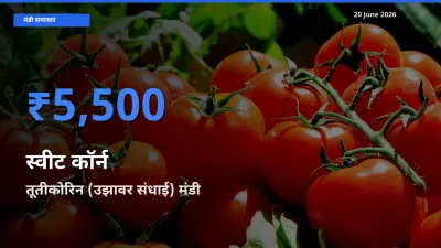 20 June अपडेट: स्वीट कॉर्न के सबसे ऊँचे दाम तूतीकोरिन (उझावर संधाई) मंडी में