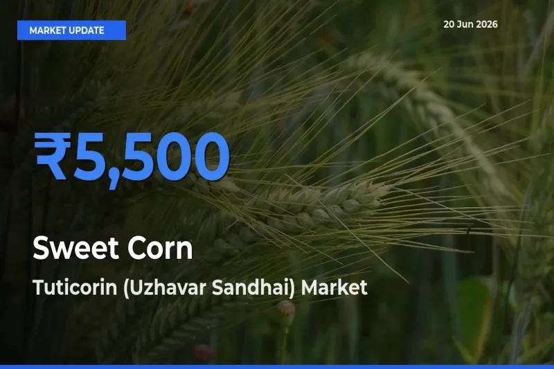 Sweet Corn Mandi Rate Today: Tuticorin (Uzhavar Sandhai) Tops the List