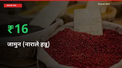 अचानक तेजी! मंडी में जामुन (नाराले हन्नू) के दाम 15.85% चढ़े