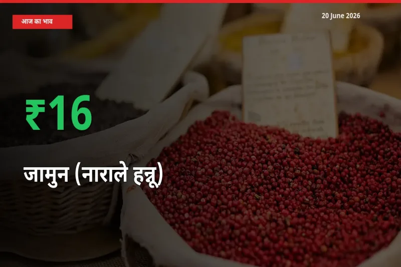 अचानक तेजी! मंडी में जामुन (नाराले हन्नू) के दाम 15.85% चढ़े