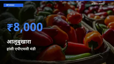 टॉप मंडी बना हांसी एपीएमसी! आलूबुखारा के सबसे ऊँचे दाम यहीं दर्ज