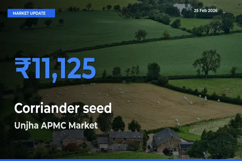 Top Performer! Unjha APMC Offers Best Corriander seed Price Today