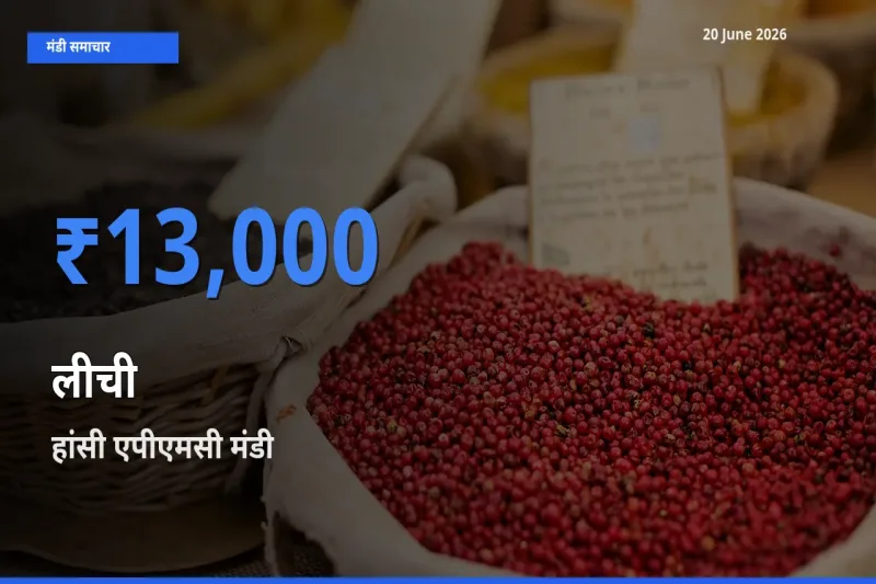 हांसी एपीएमसी मंडी में आज लीची के सबसे ऊँचे दाम दर्ज