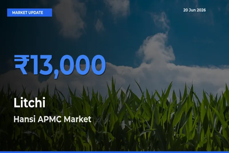 Market Watch: Hansi APMC Becomes Top Mandi for Litchi