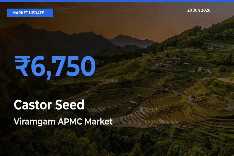 Farmers Prefer Viramgam APMC as Castor Seed Hits Highest Rate