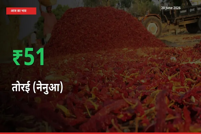 आज का मंडी भाव: तोरई (नेनुआ) के दाम मंडी में 50.94% ऊपर