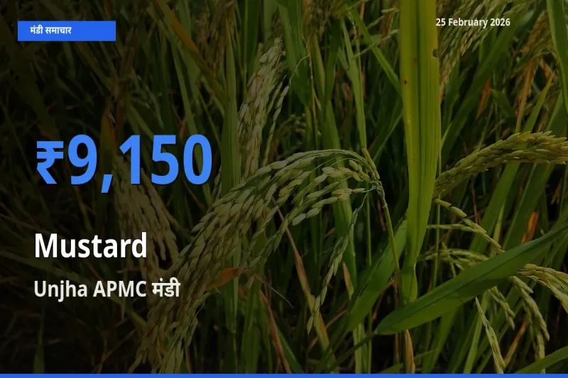 आज Mustard के सबसे ऊँचे दाम ₹9,150 Unjha APMC मंडी में