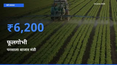 आज फूलगोभी के सबसे ज़्यादा दाम परसाला बाजार मंडी में दर्ज