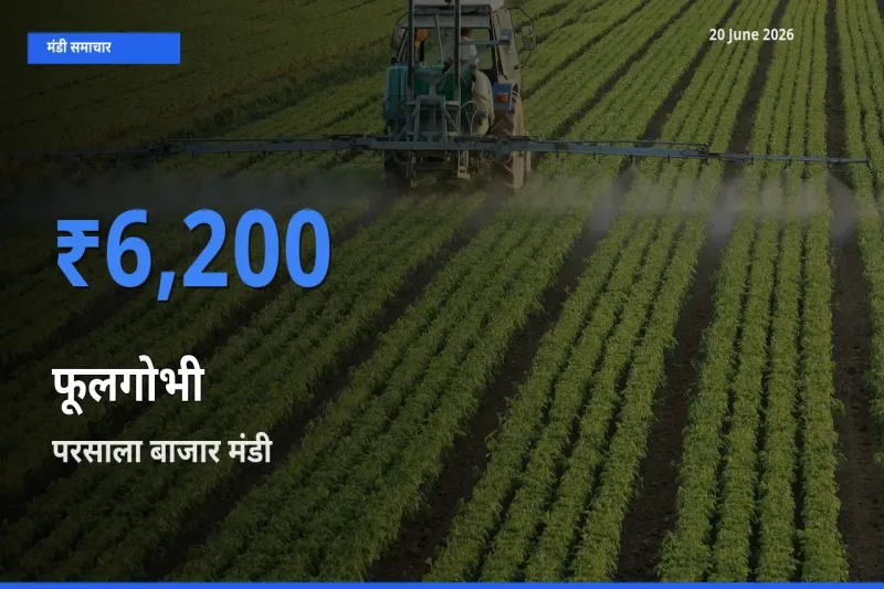आज फूलगोभी के सबसे ज़्यादा दाम परसाला बाजार मंडी में दर्ज