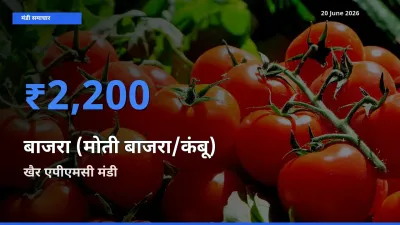 खैर एपीएमसी मंडी में आज बाजरा (मोती बाजरा/कंबू) के सबसे ऊँचे दाम दर्ज