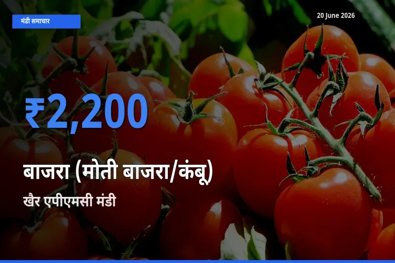 खैर एपीएमसी मंडी में आज बाजरा (मोती बाजरा/कंबू) के सबसे ऊँचे दाम दर्ज
