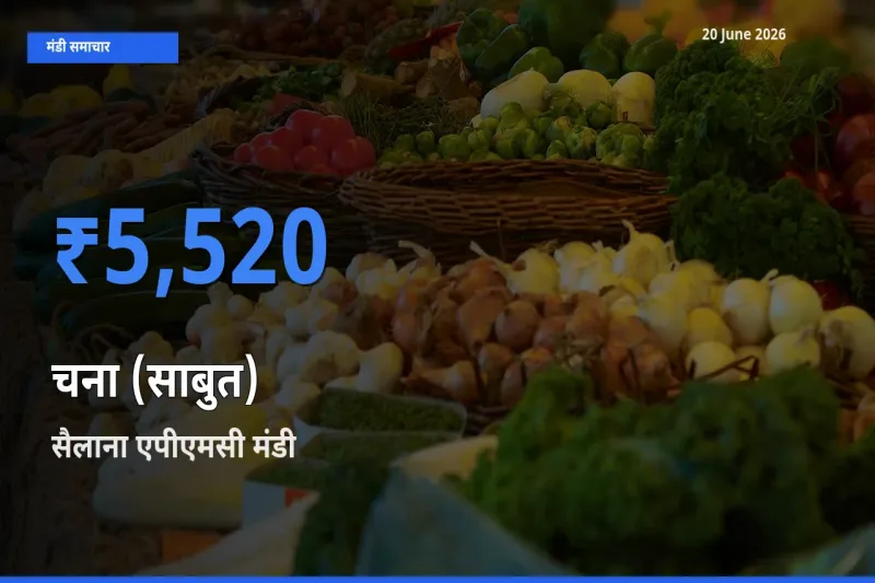 आज का मंडी भाव: चना (साबुत) के सबसे ज़्यादा दाम सैलाना एपीएमसी में