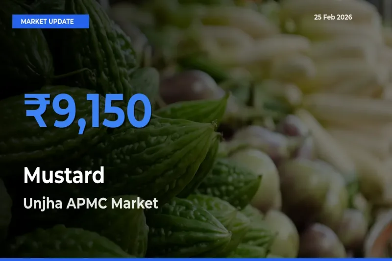 Unjha APMC Emerges as Top Mandi for Mustard Prices Today