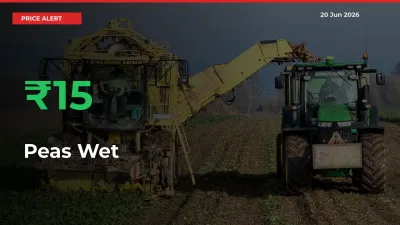 Sudden 15.32% Rally in Peas Wet Prices Across Mandis
