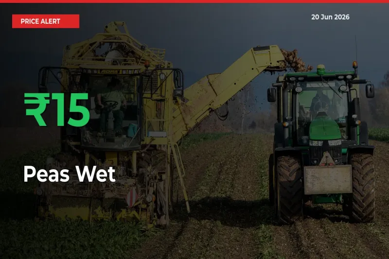 Sudden 15.32% Rally in Peas Wet Prices Across Mandis