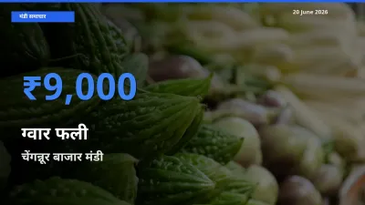 आज का मंडी भाव: ग्वार फली के सबसे ज़्यादा दाम चेंगन्नूर बाजार में