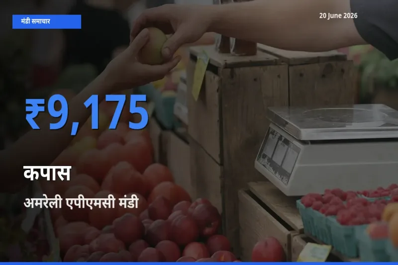 आज कपास के सबसे ऊँचे दाम ₹9,175 अमरेली एपीएमसी मंडी में