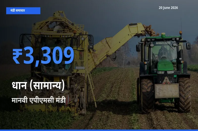 टॉप मंडी बना मानवी एपीएमसी! धान (सामान्य) के सबसे ऊँचे दाम यहीं दर्ज