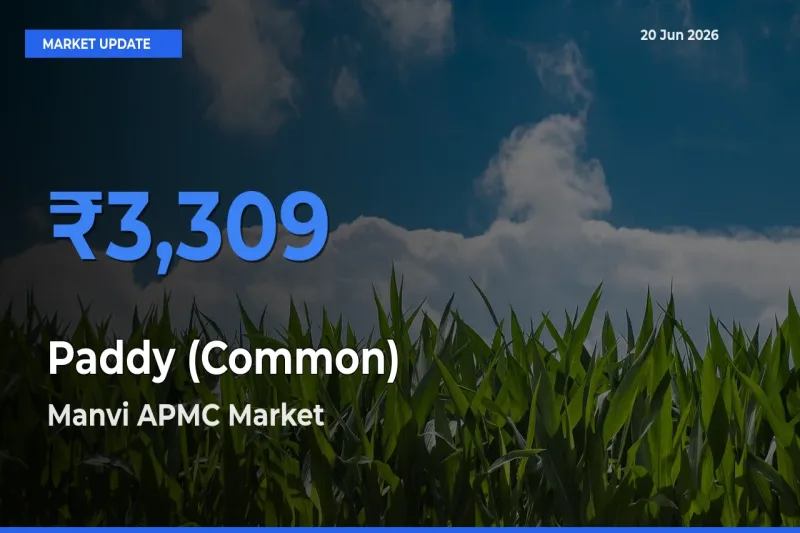 Top Performer! Manvi APMC Offers Best Paddy (Common) Price Today
