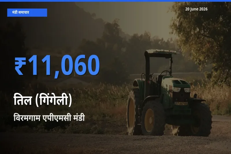 बाज़ार संकेत: विरमगाम एपीएमसी बना तिल (गिंगेली) के लिए आज की टॉप मंडी