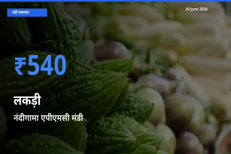 आज का मंडी भाव: लकड़ी के सबसे ज़्यादा दाम नंदीगामा एपीएमसी में