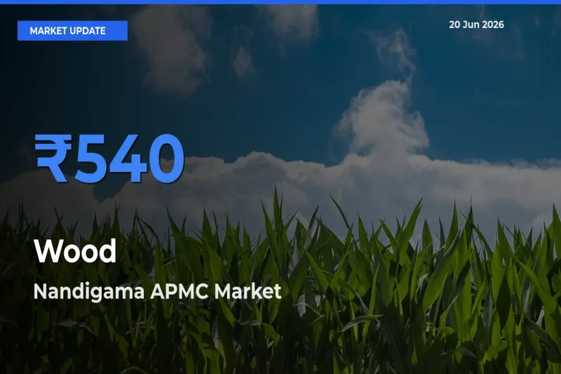 Nandigama APMC Tops Wood Rates – June 20 Market Update