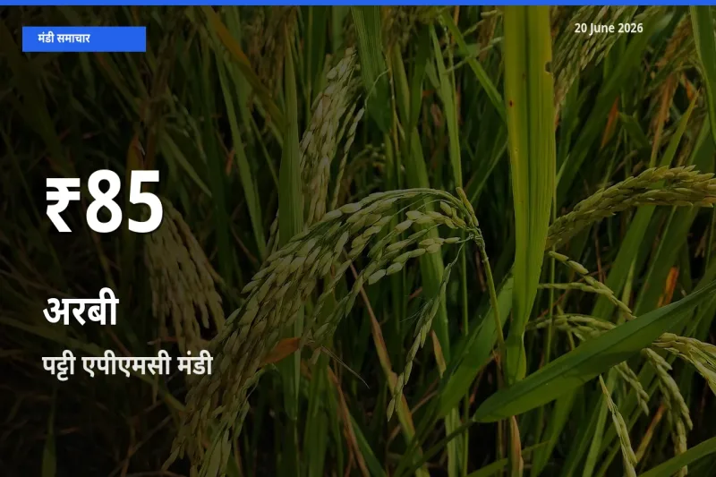 पट्टी एपीएमसी में अरबी ₹85 पर गिरा – 30 दिन का न्यूनतम भाव