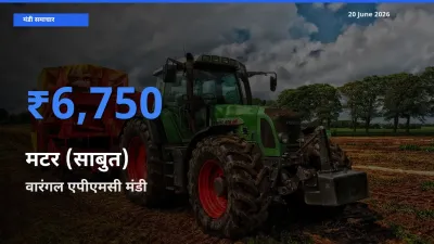 किसानों की पसंद बना वारंगल एपीएमसी, मटर (साबुत) के सबसे अच्छे दाम