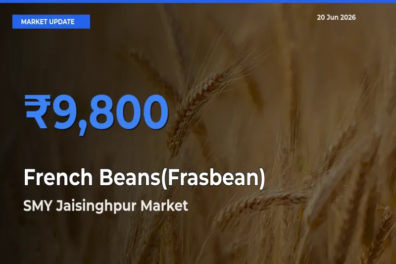 Top Performer! SMY Jaisinghpur Offers Best French Beans(Frasbean) Price Today