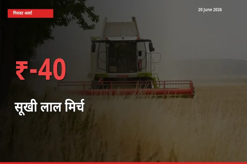 40.04% की गिरावट! मंडी में सूखी लाल मिर्च के दाम अचानक टूटे