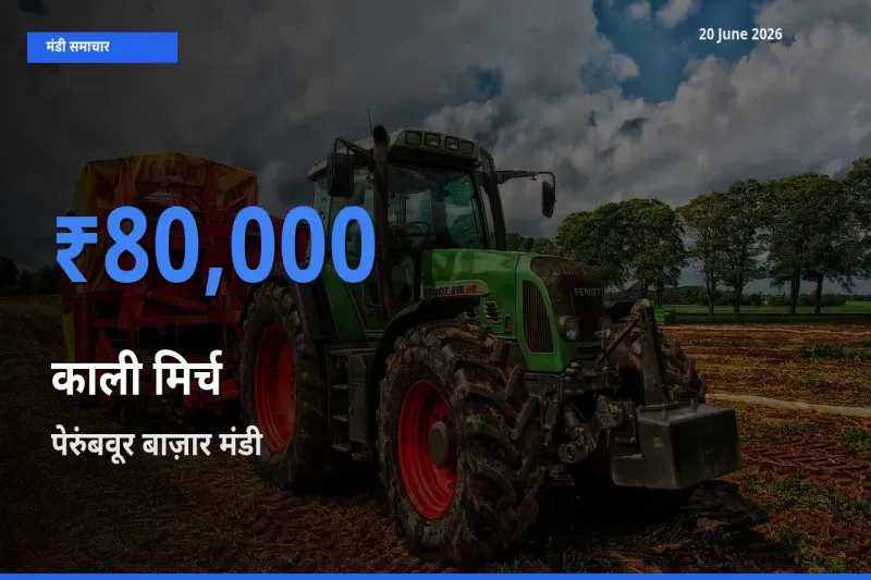 पेरुंबवूर बाज़ार में काली मिर्च का आज सबसे ऊँचा भाव