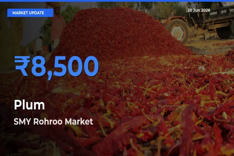 Top Performer! SMY Rohroo Offers Best Plum Price Today