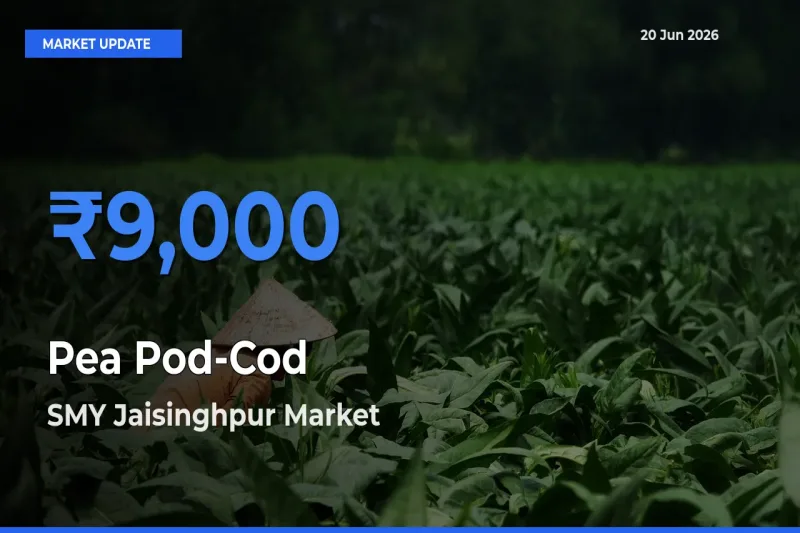 Market Watch: SMY Jaisinghpur Becomes Top Mandi for Pea Pod-Cod