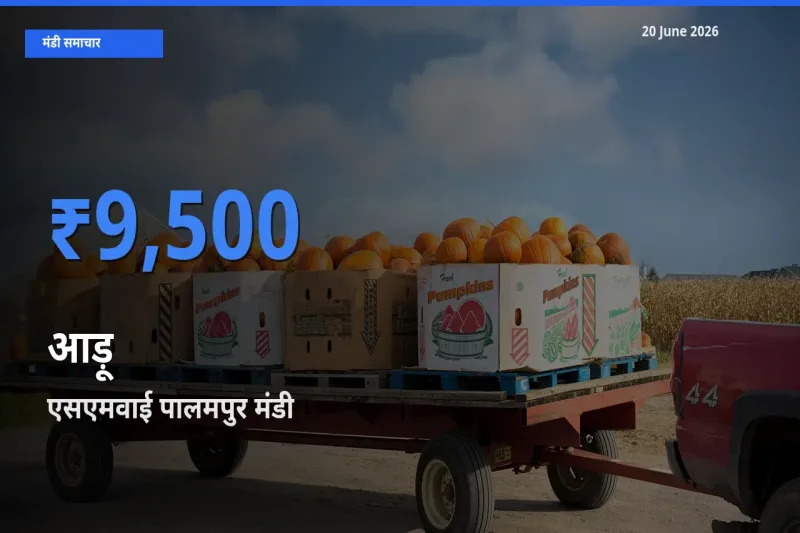 किसानों की पसंद बना एसएमवाई पालमपुर, आड़ू के सबसे अच्छे दाम