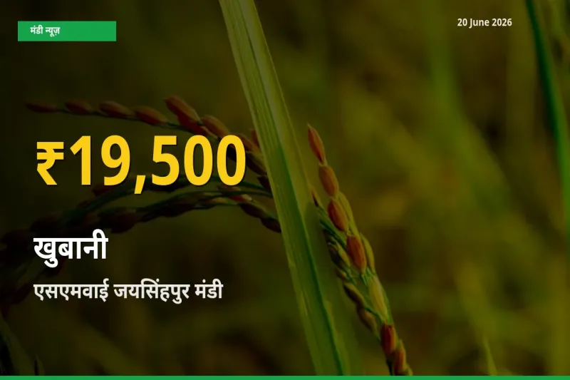 रिकॉर्ड तेज़ी! एसएमवाई जयसिंहपुर में खुबानी ₹19,500 पर पहुँचा